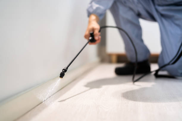 Licensed Wasp Removal service in Fairbury, IL - Show Me Pest Control